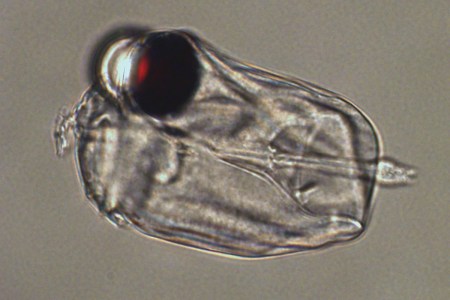 mg22630264_100-1_1200