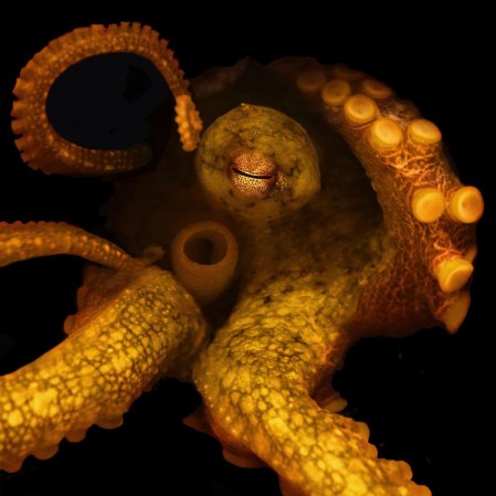 octopus1-e1439319208676