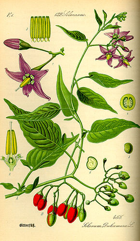 290px-Illustration_Solanum_dulcamara0