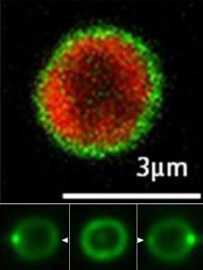 image_3622_1e-Synechocystis