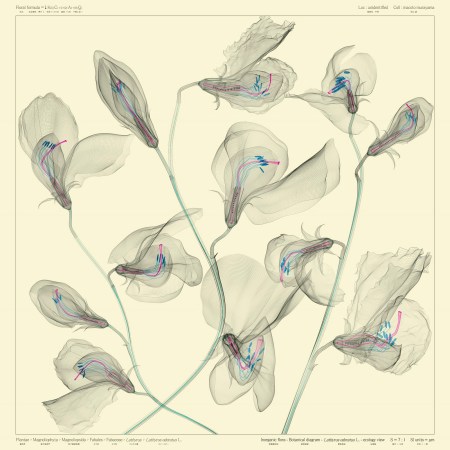 Macoto-Murayama-Lathyrus-odoratus-L.-ecology-view-ow-digital-c-print-100x100cm-2012-Ed.8_