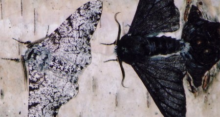 053116_ti_moth-butterfly_feat_free