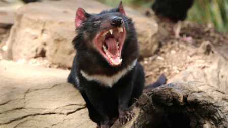 extra_large-1464383392-360-second-transmissible-cancer-found-in-tasmanian-devils