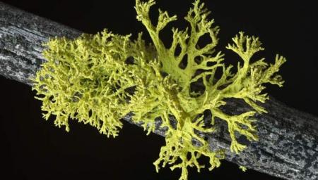 lichen