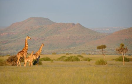 image_4179_2-angolan-giraffes