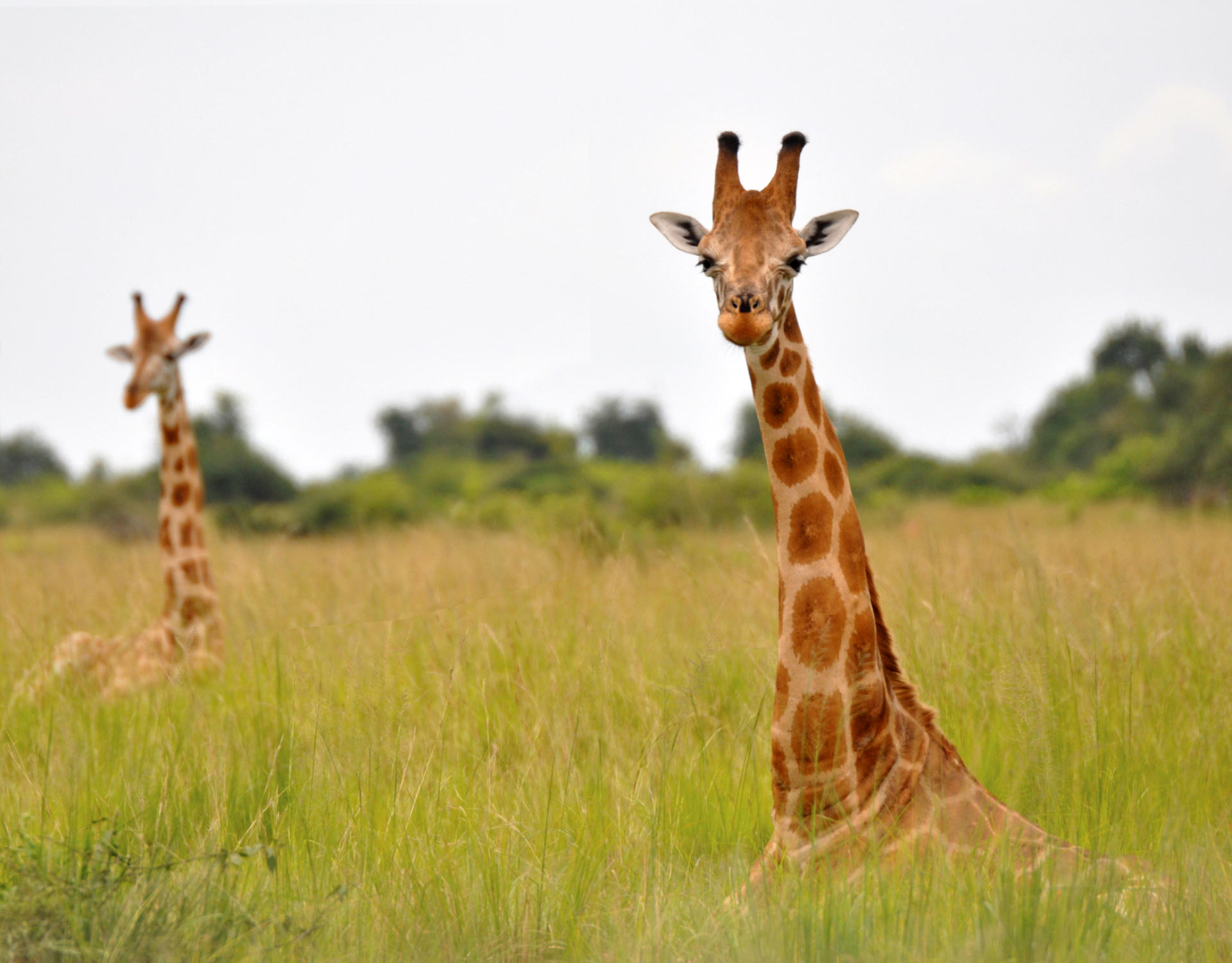image_4179_3e-nubian-giraffe