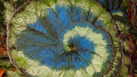 begonia
