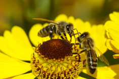 stock-photo-2166506-deux-abeilles-sur-une-future-mariee