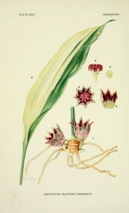 aspidistra-elatior-variegata---aspidistra-eleve