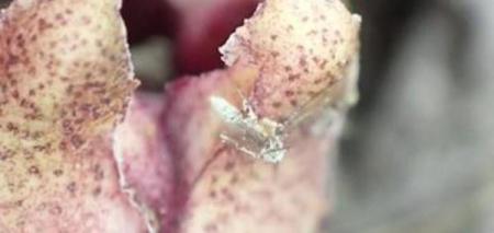 Japanese-flower-attracts-pollinators-by-pretending-to-be-a-mushroom