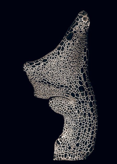 d41586-018-01075-5_15404730