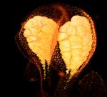 d41586-018-01075-5_15404732