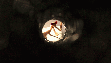 mantis-tube-standard-full-width