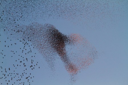 20120111_Starlings_PosteEUR_5
